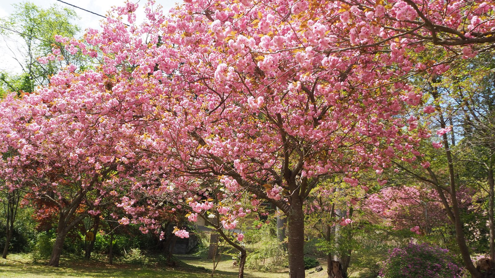 🏯 유주 선광사(우수 젠코지) 이미지 9